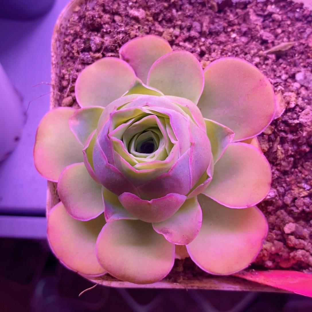 山地玫瑰新粉福利一物一拍687冰雪美人