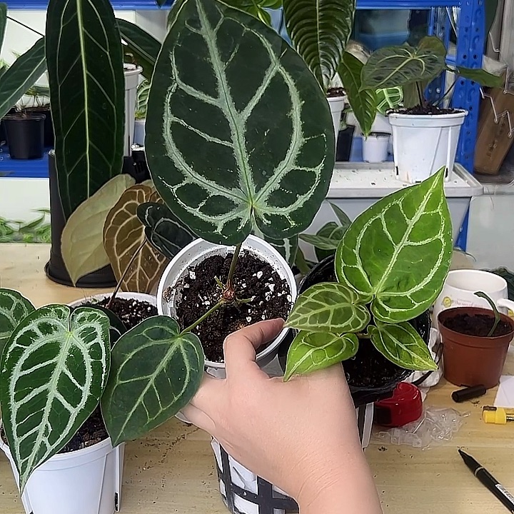 无花朵两颗花烛一物一拍