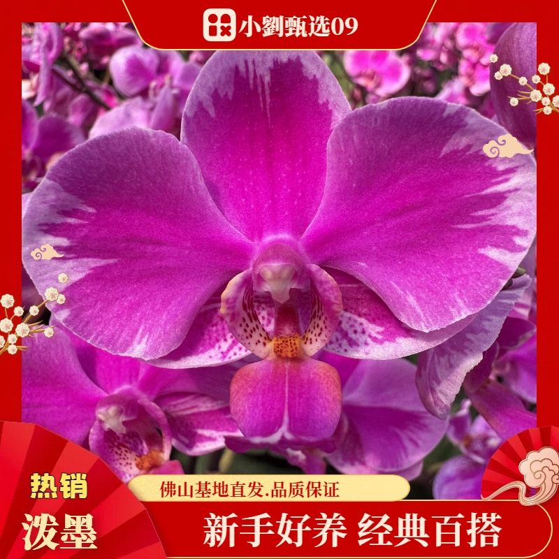 【泼墨09】精品蝴蝶兰花卉盆栽室内花期超长佛山基地批发直播次日达