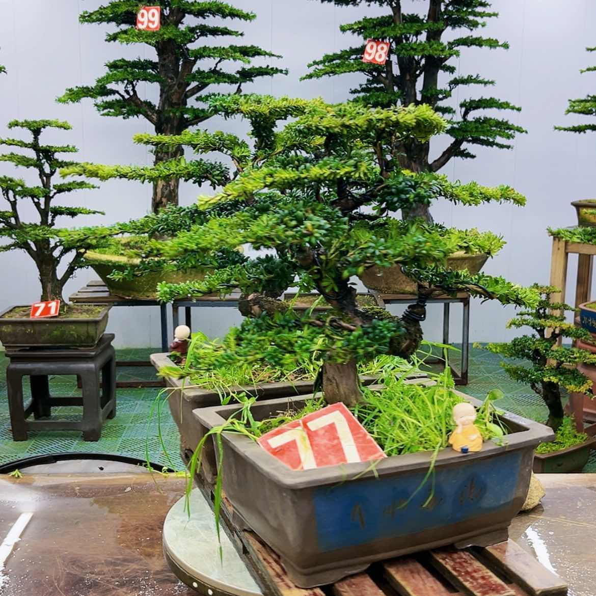 【闪购商品】罗汉松盆景作品欣赏