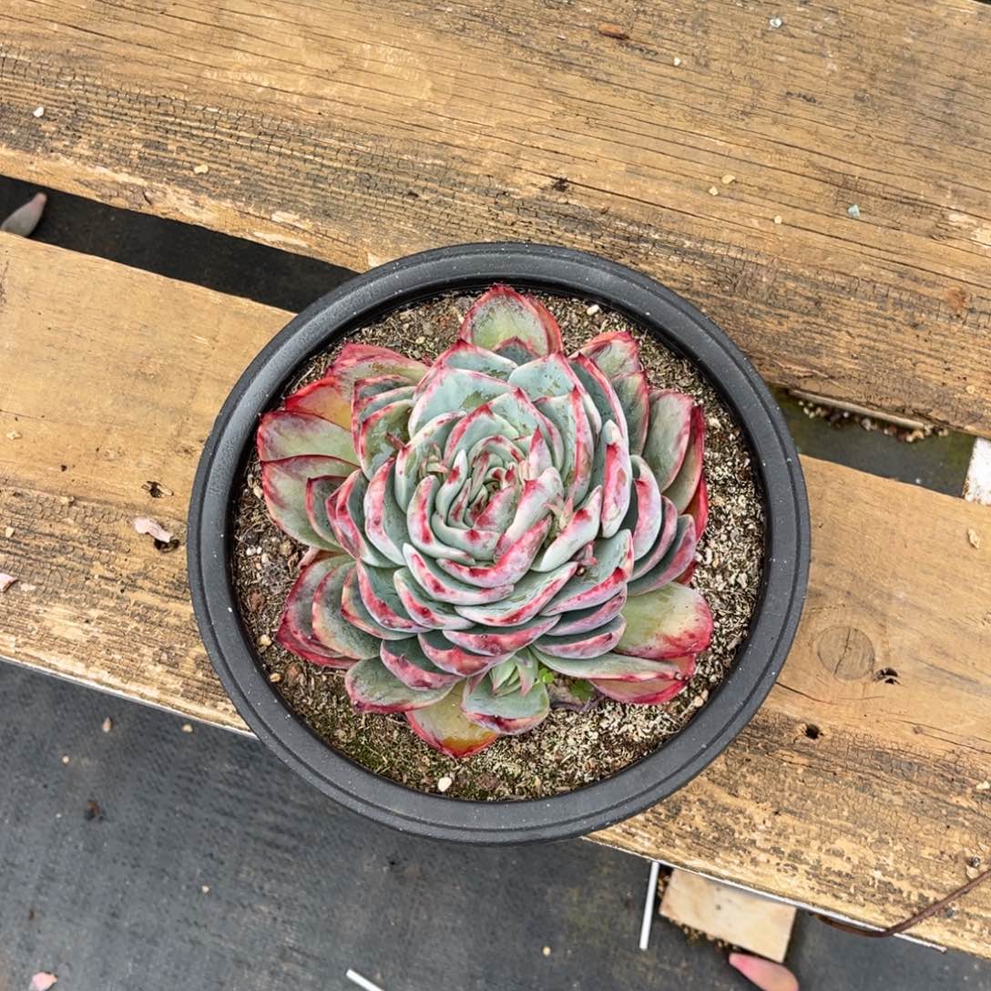 小雨多肉一物一拍偏爱惊鸿