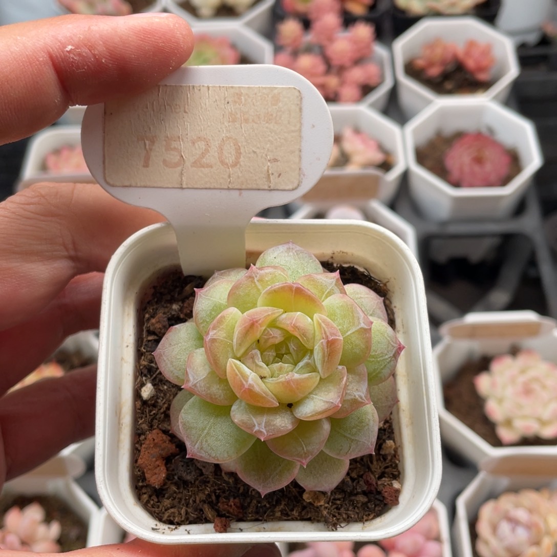 编号系列7520-5厘米