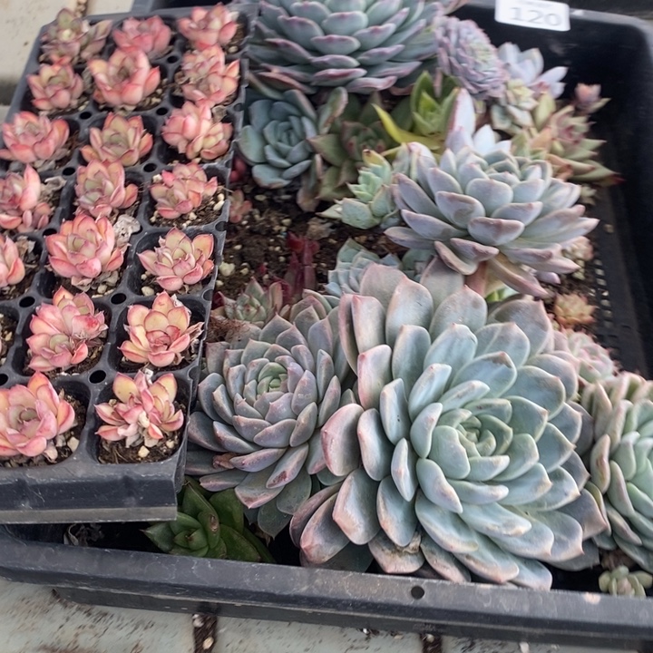 120多肉植物盆栽花卉