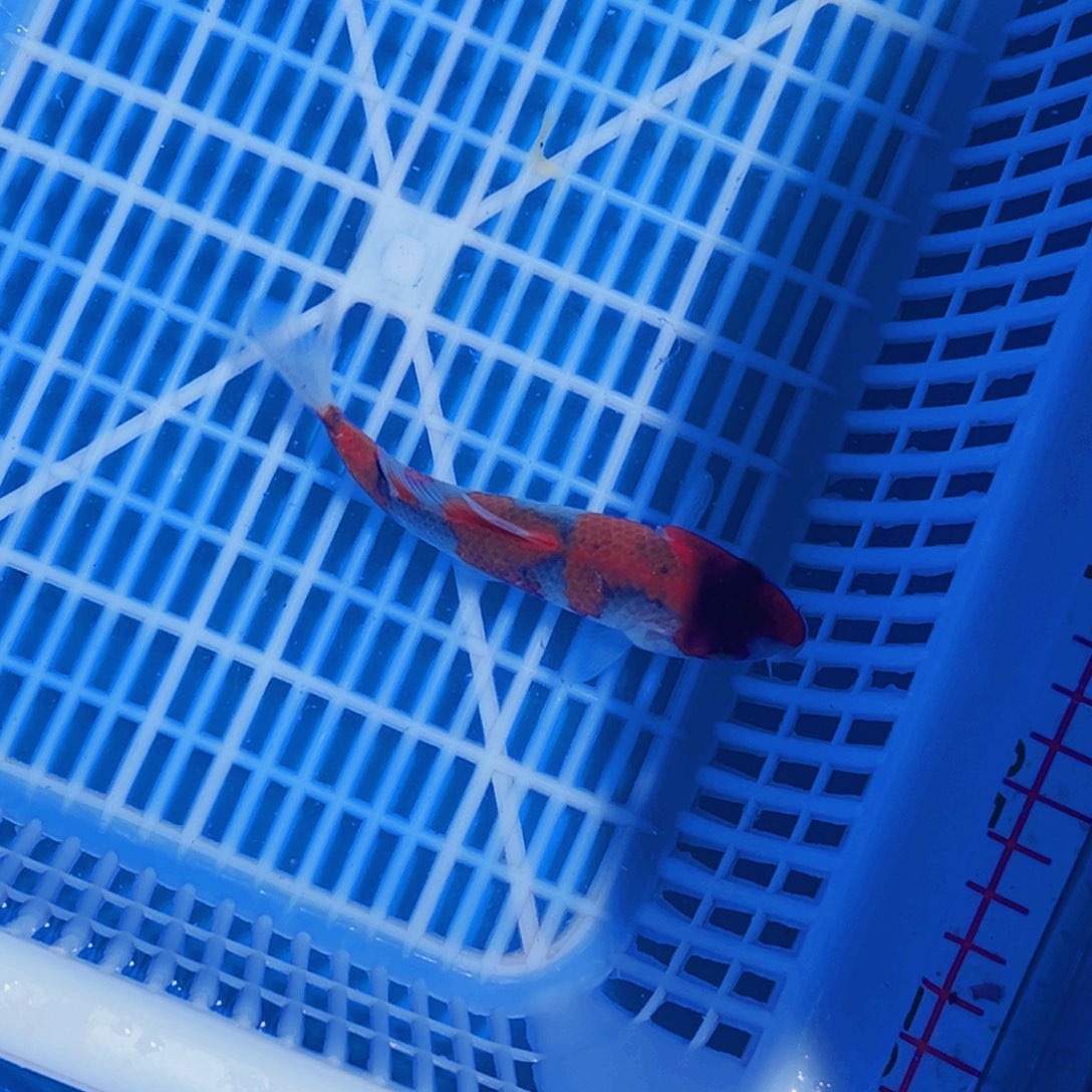 锦鲤锦鲤观赏鱼11111