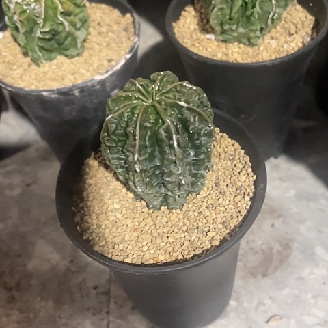 实生核桃带盆土可挑