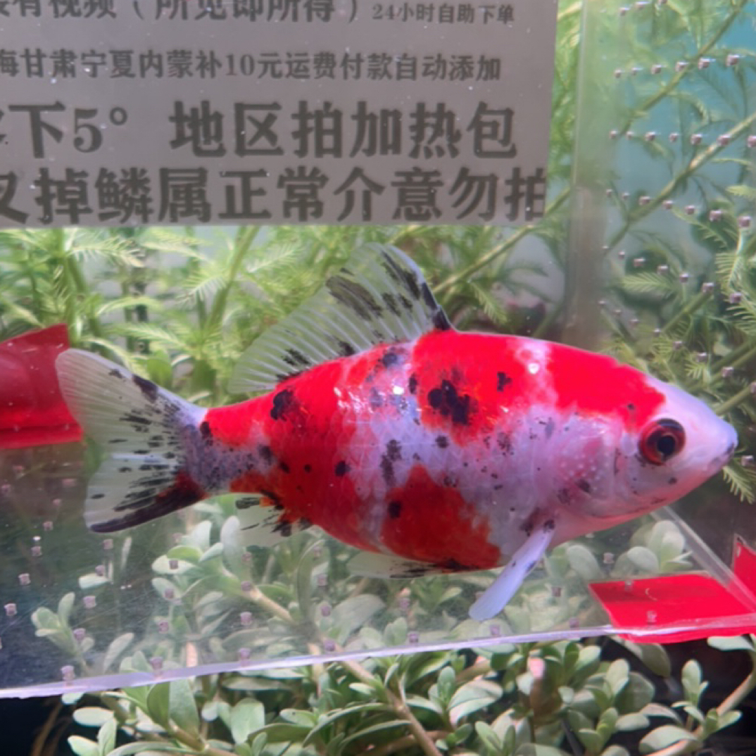 20号10公分元宝体三色樱花玉面短尾草金鱼（公鱼）