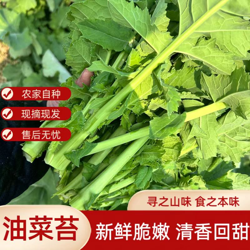 四川霜打油菜心油菜尖鲜嫩清香回甜农家自种时令蔬菜