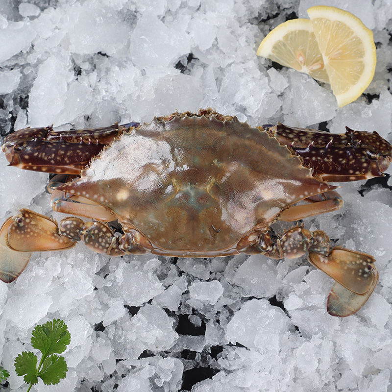 东海野生海捕梭子蟹总重量3斤以上3两左右/只/箱8-10只液氮速冻冻蟹（不可清蒸）