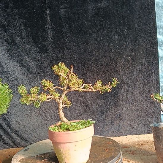 贵品松树盆景微型