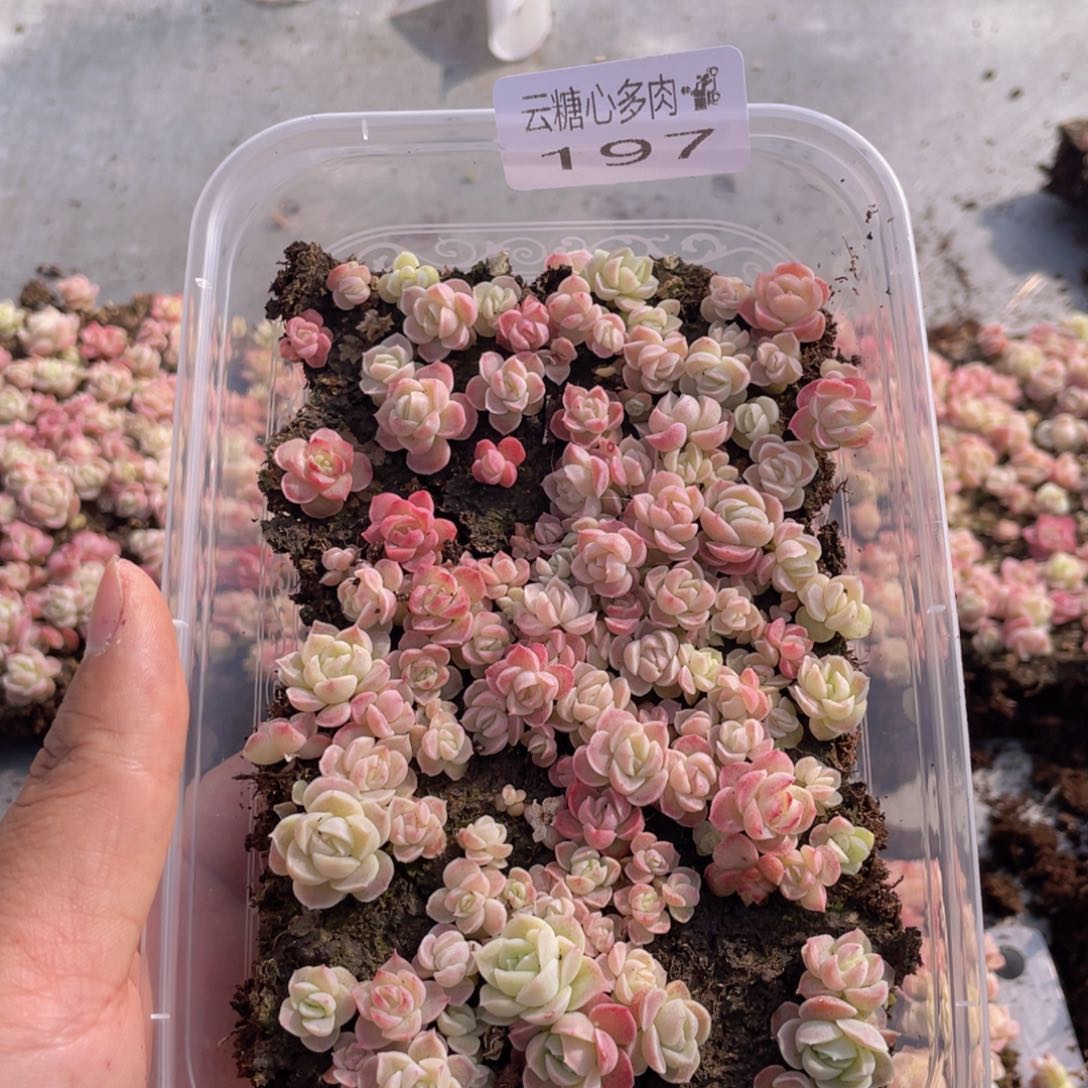 云糖心多肉植物197