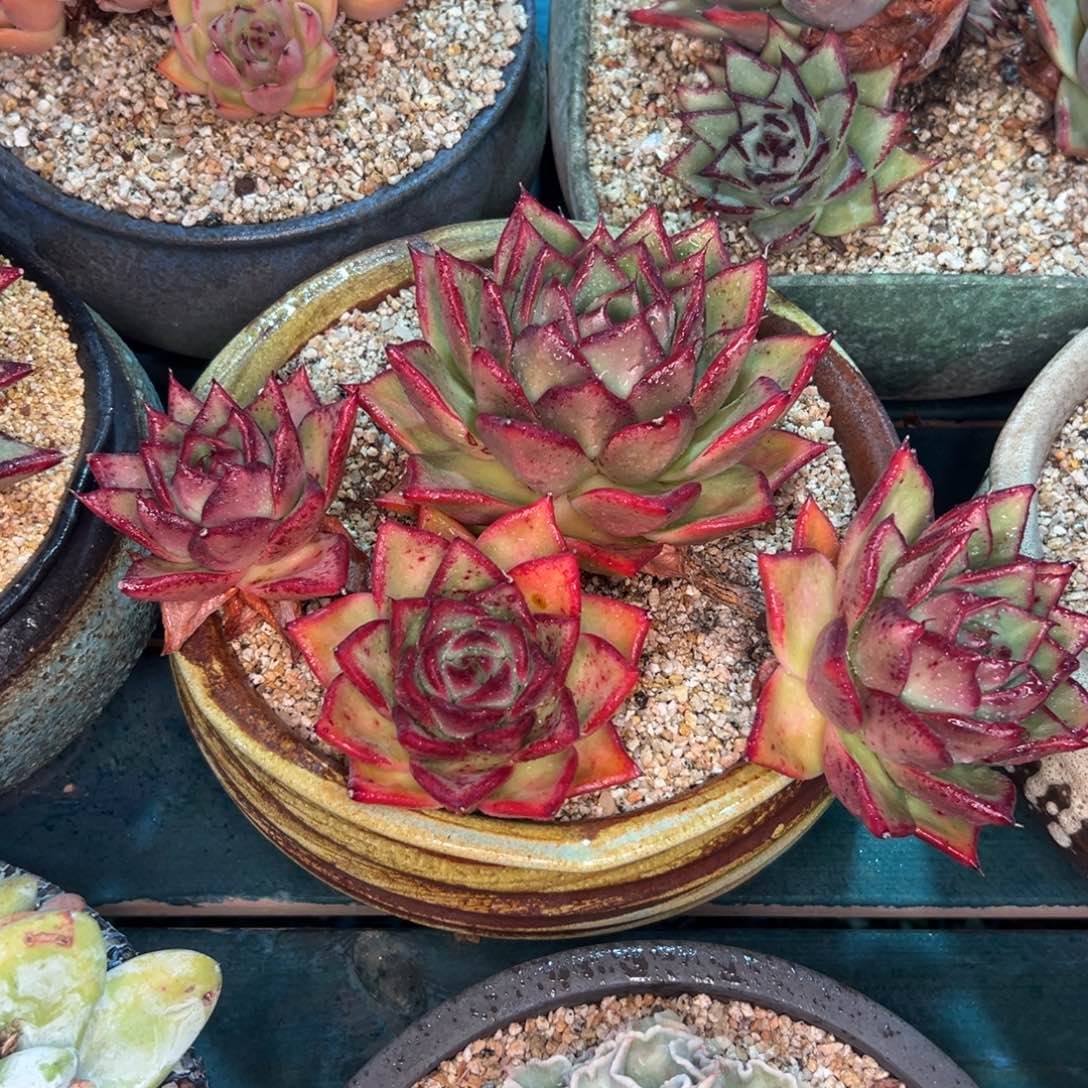 多肉一物一拍0214-2222