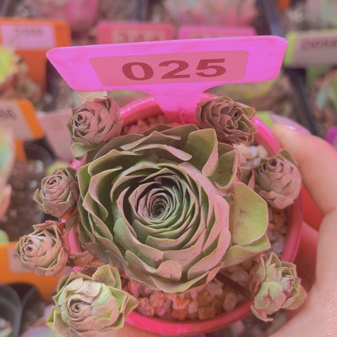 025包子手捧花 玫瑰