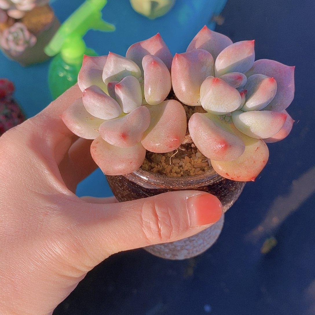 214多肉植物老桩