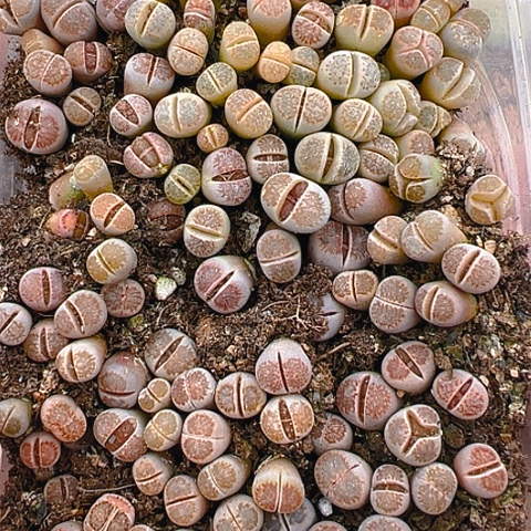 【闪购商品】25056