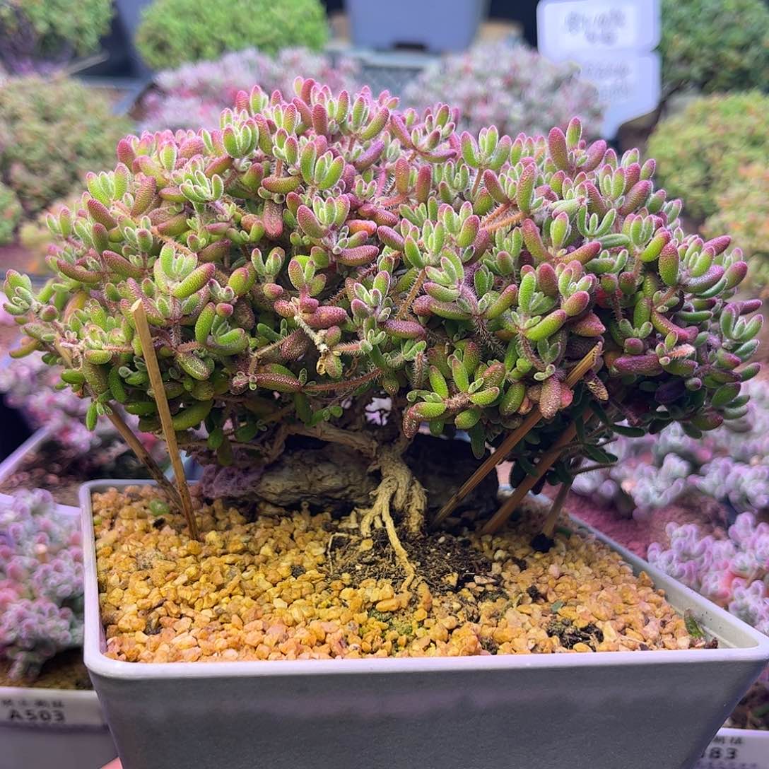 康***店535红宝石补差价多肉植物