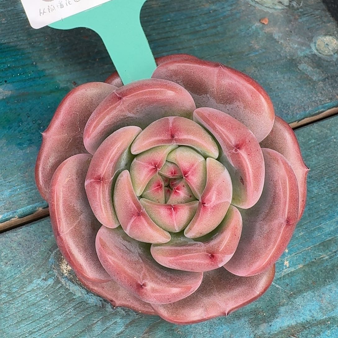 从前慢花园东云1106-19