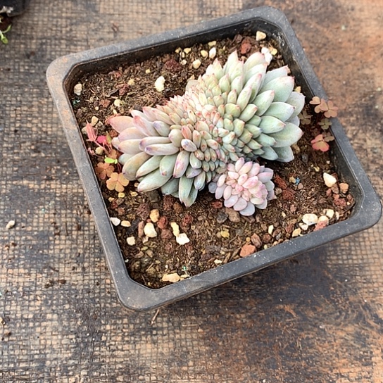 星星橙缀化609 亏本处理退款拉黑7-8天发货