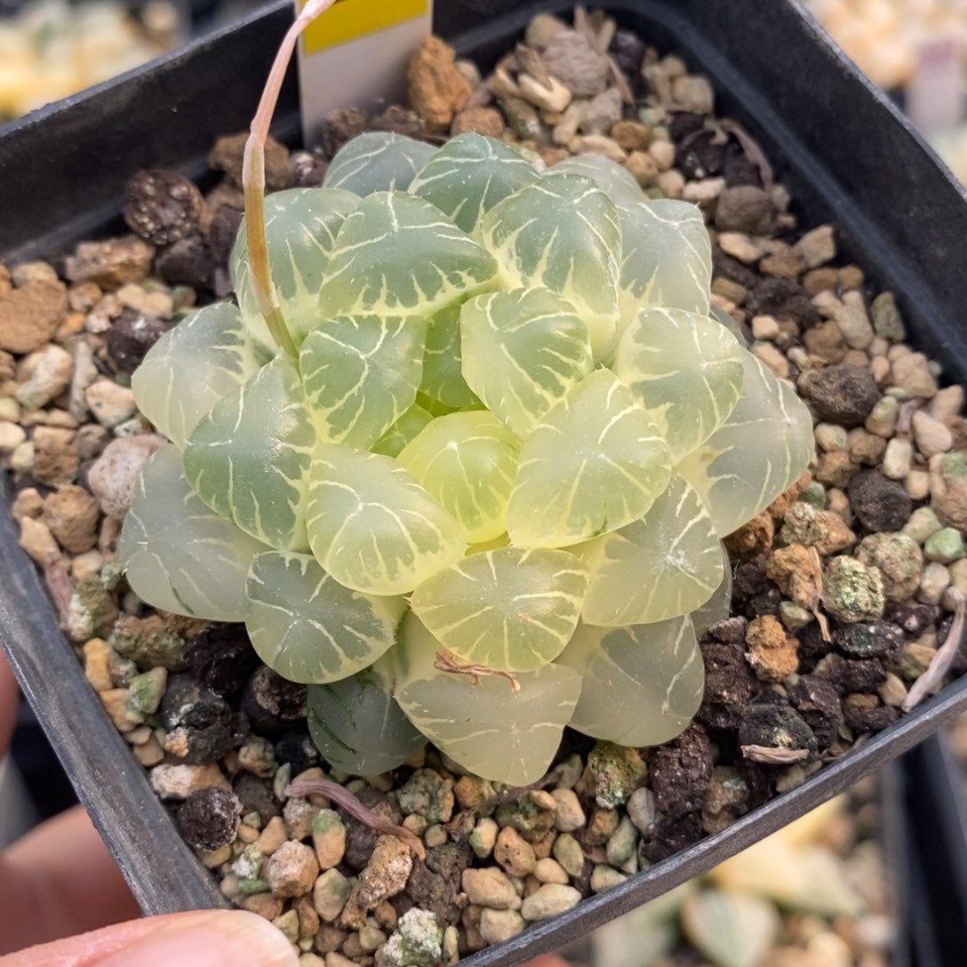 完全开放25实生玉露锦