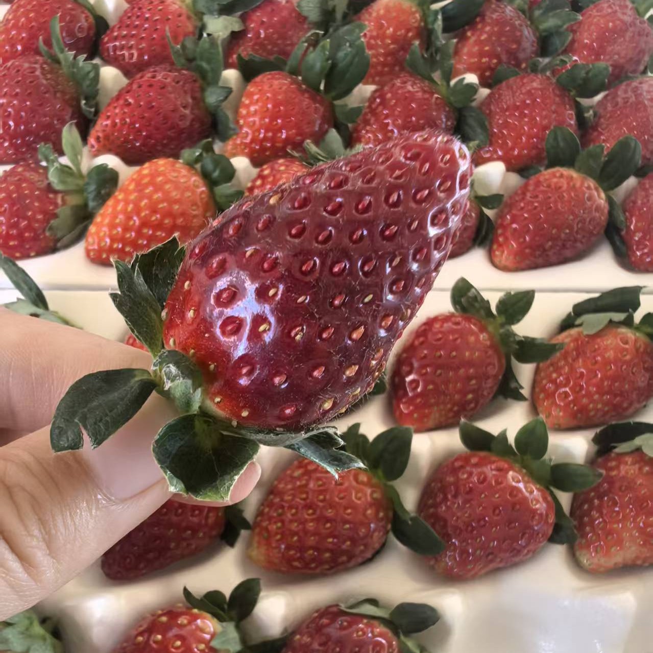 【真红美玲草莓】云南高海拔草莓300g*2