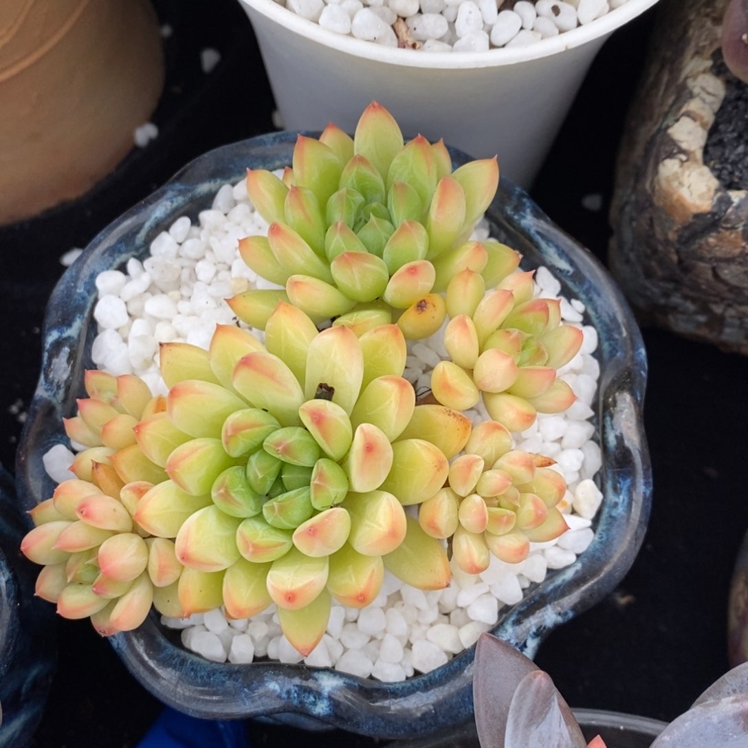 甲骨文多肉植物盆栽