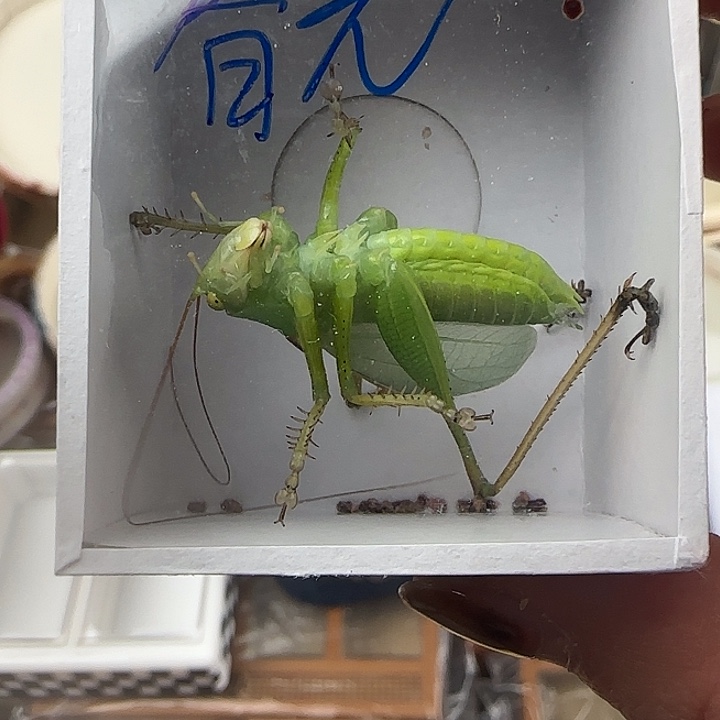蟋蟀春光……扎嘴一只…………