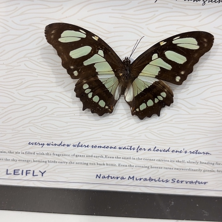 夏***冰蝴蝶标本定制180@