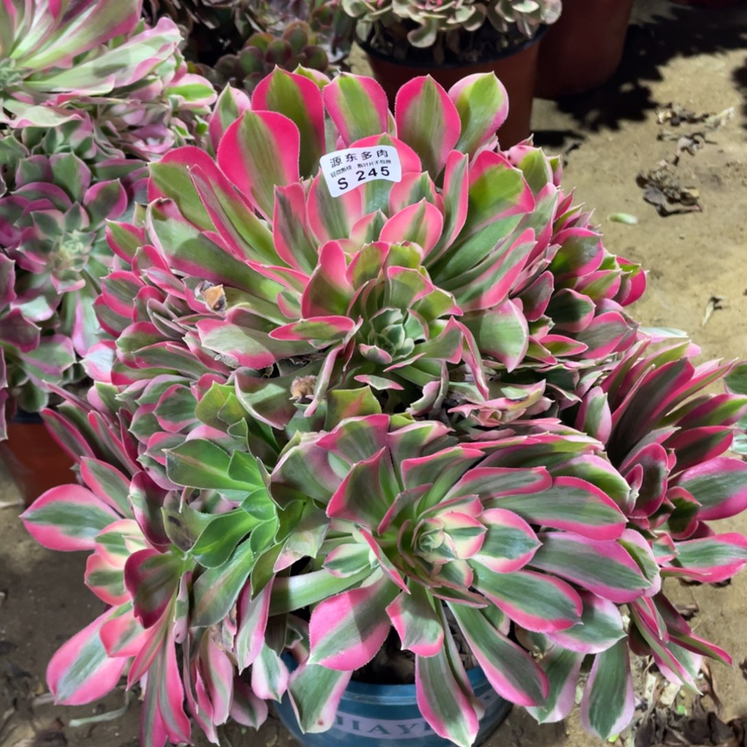 245粉女巫多肉法师断枝不包