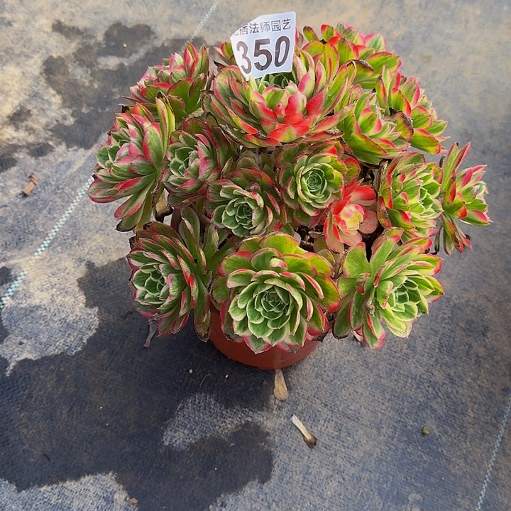 00000000000000000350海王