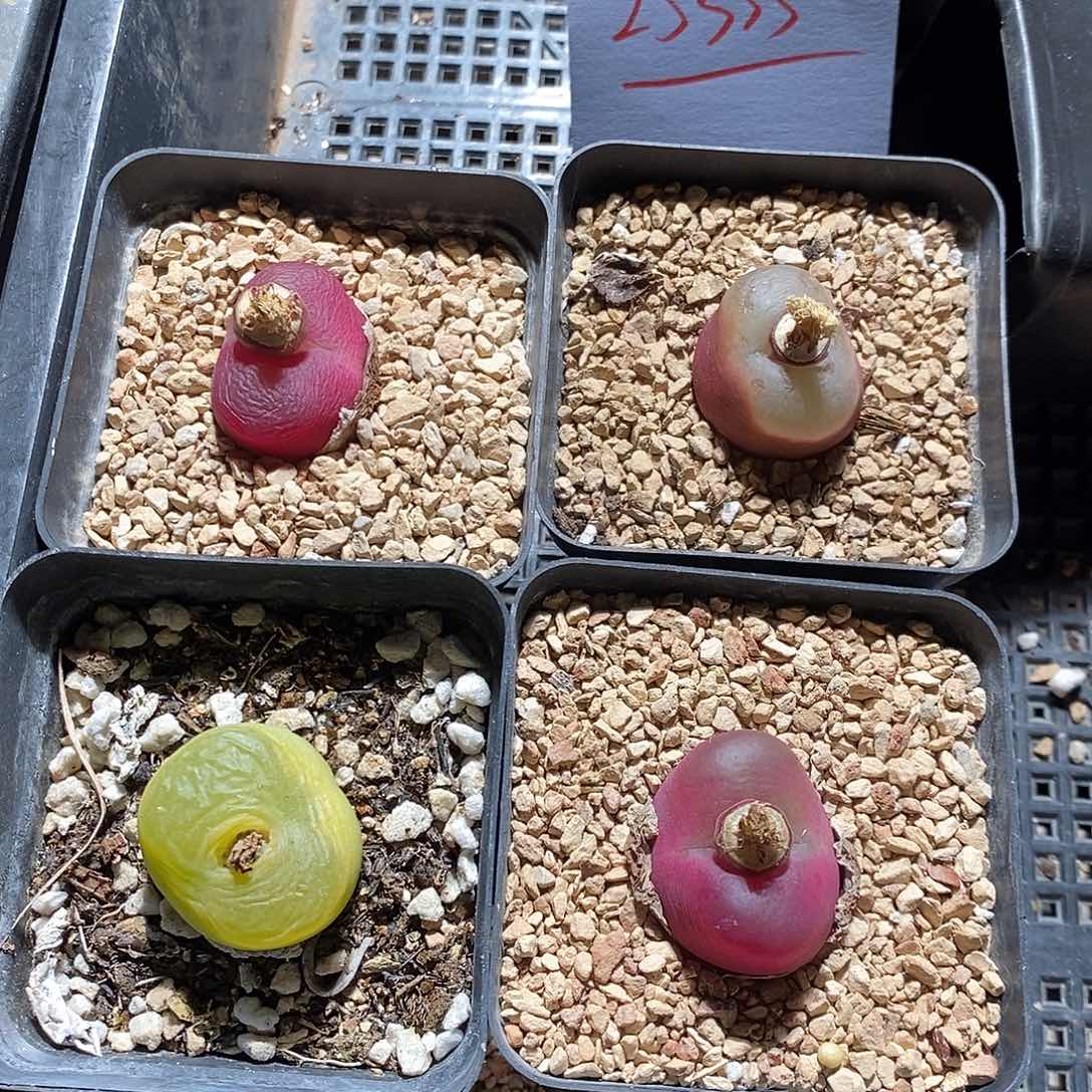 25333。 一组带盆。    