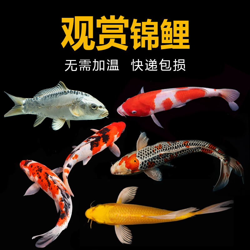 纯种红白锦鲤鱼观赏鱼活体冷水鱼好养耐活淡水鱼小锦鲤