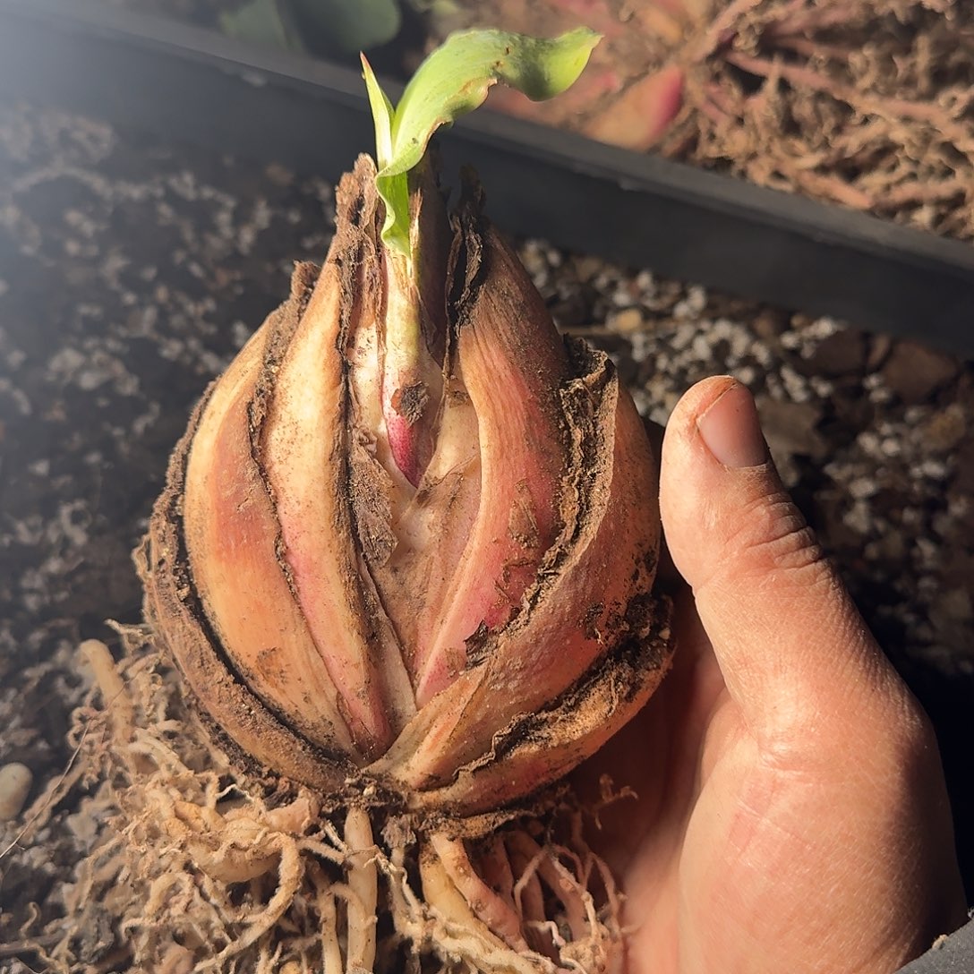 巨波叶血莲大母本一个