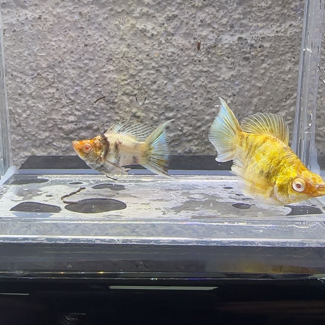 黑玛丽鱼金虎玛丽。49号