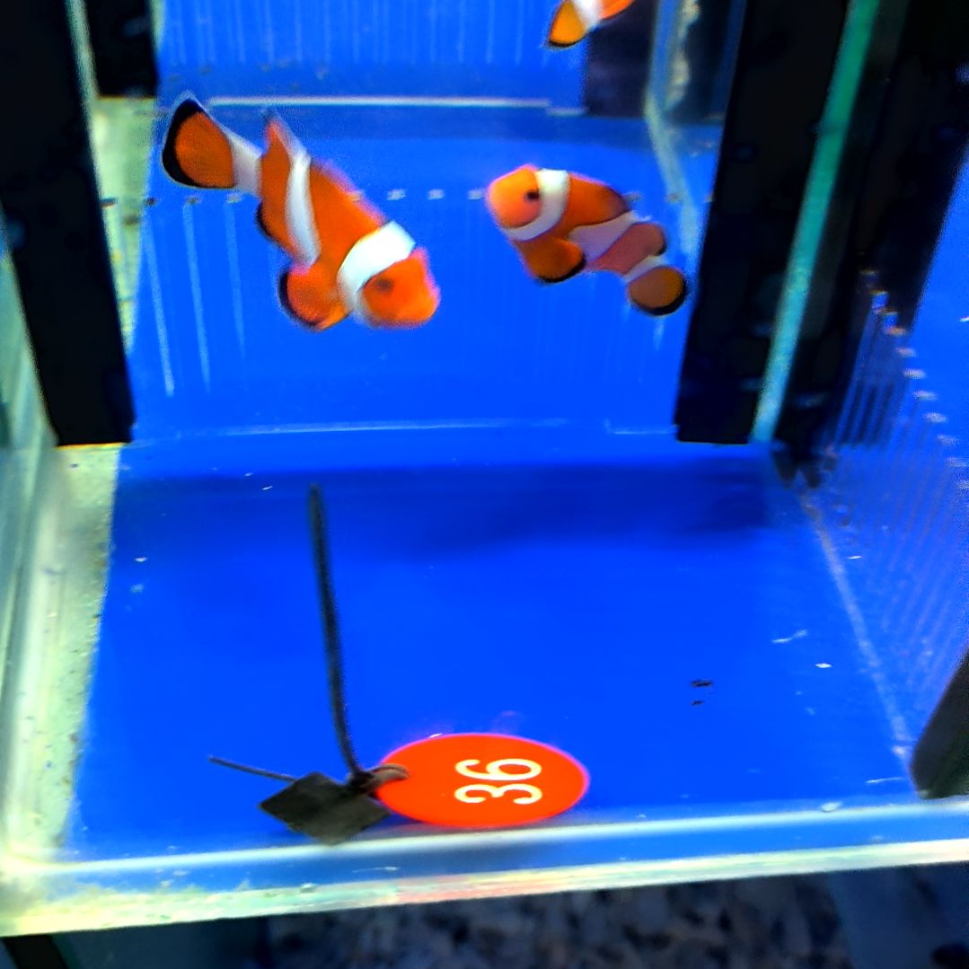海水鱼公子4配6+120/运40/1-4-36