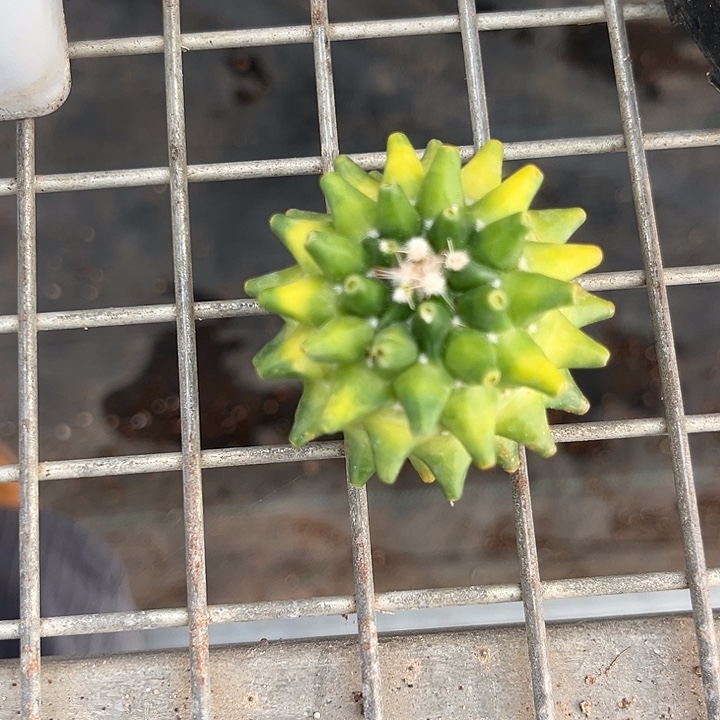 我也不知道我为什么要这样