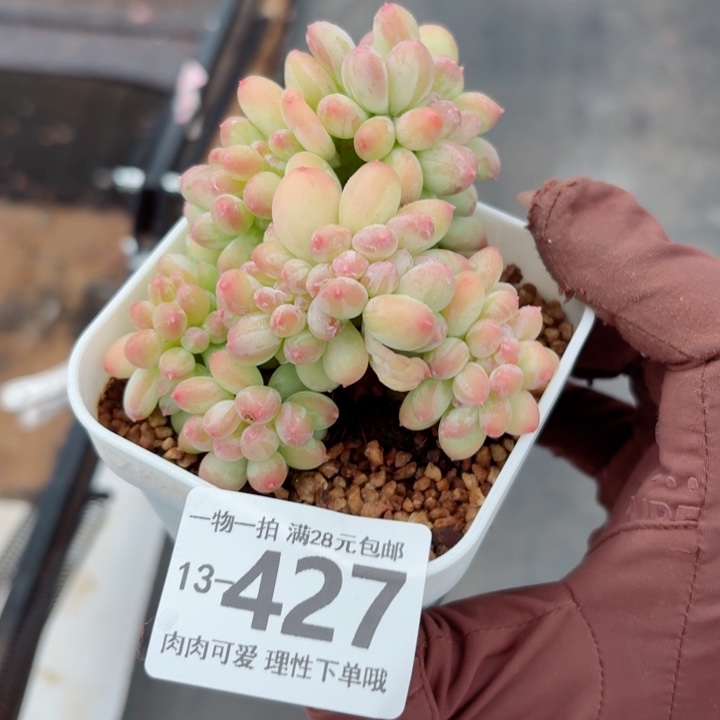 三日月美人缀化多肉多肉无盆土