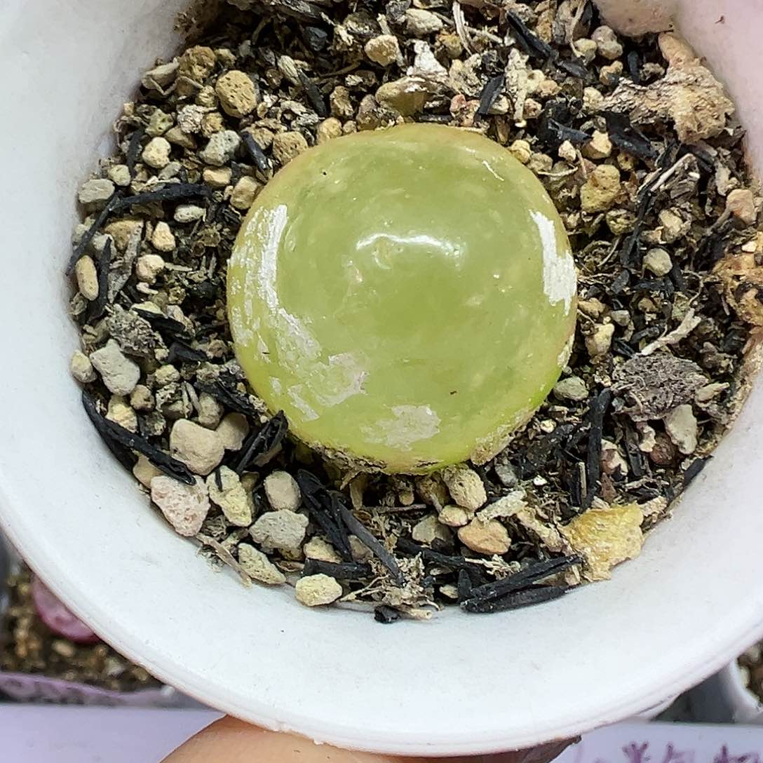 686灯泡带盆土发货