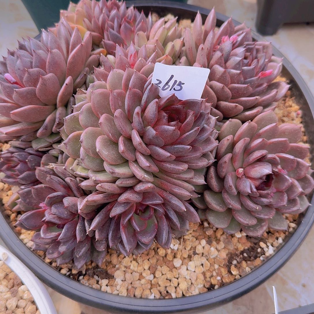 2615杂交多肉植物