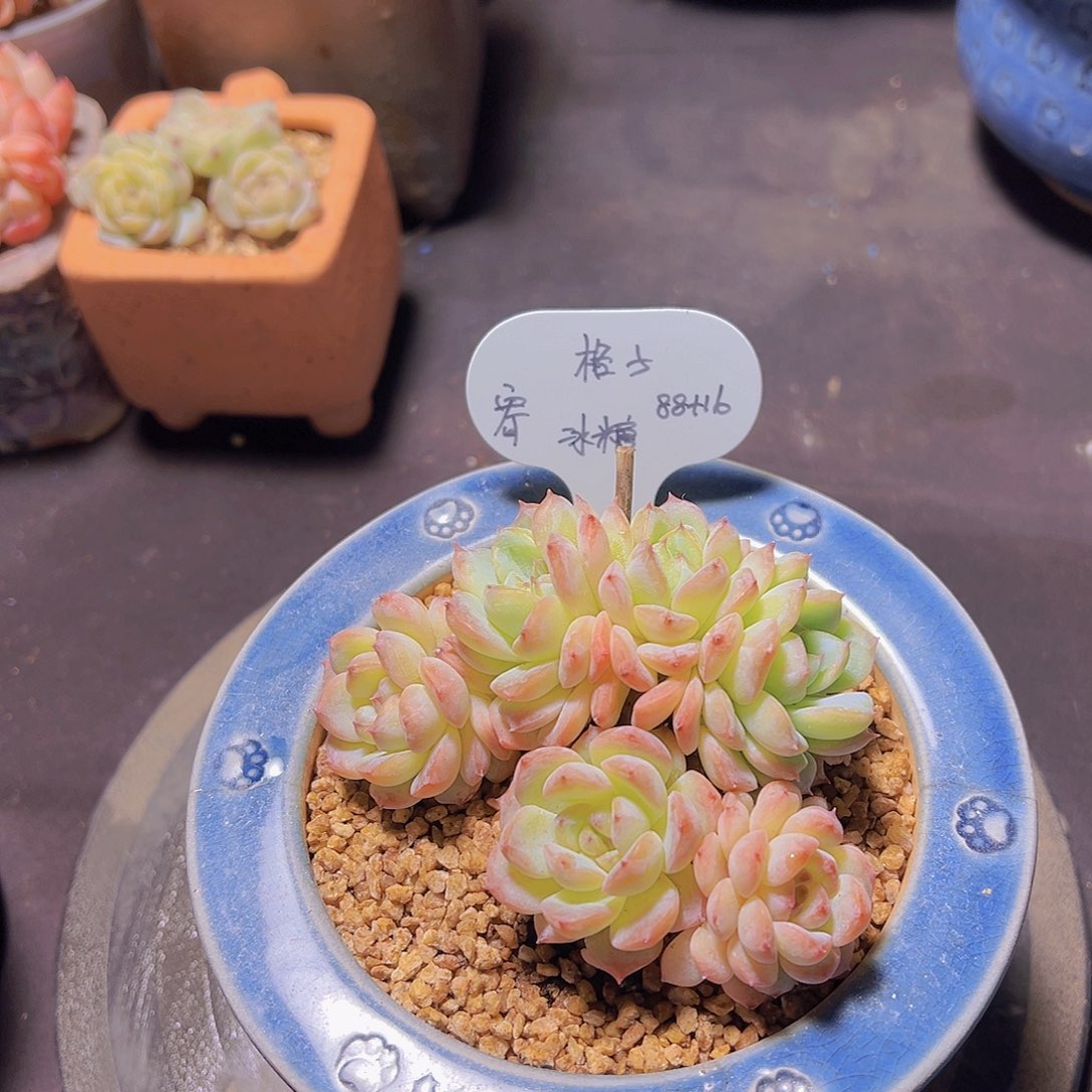 格*冰糖，多肉植物