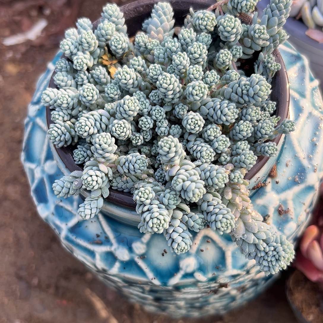 多肉植物多肉植物