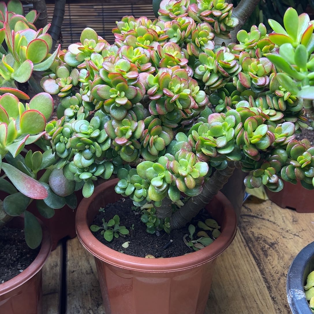 家***天完全开放姬红花月一物一拍