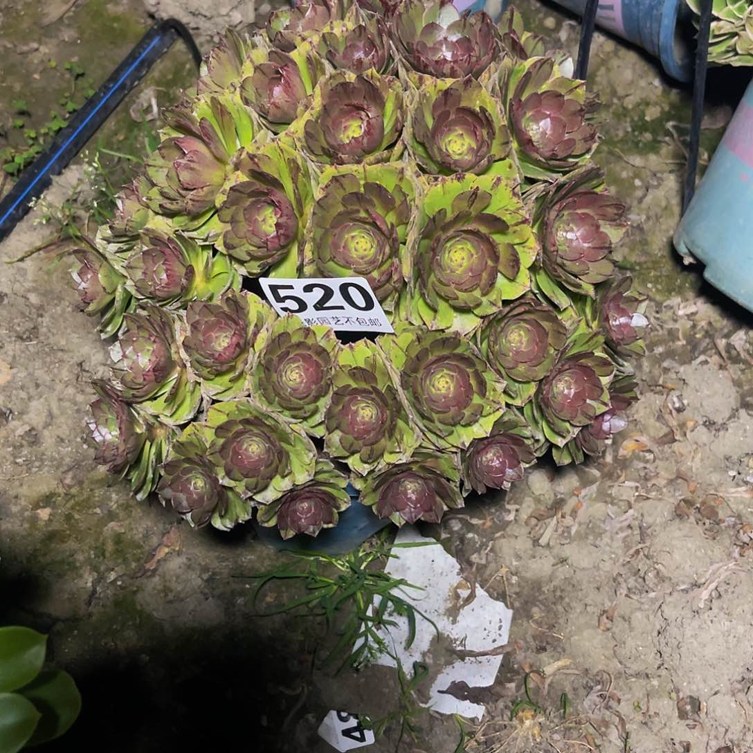 法师法师13-8包邮法师