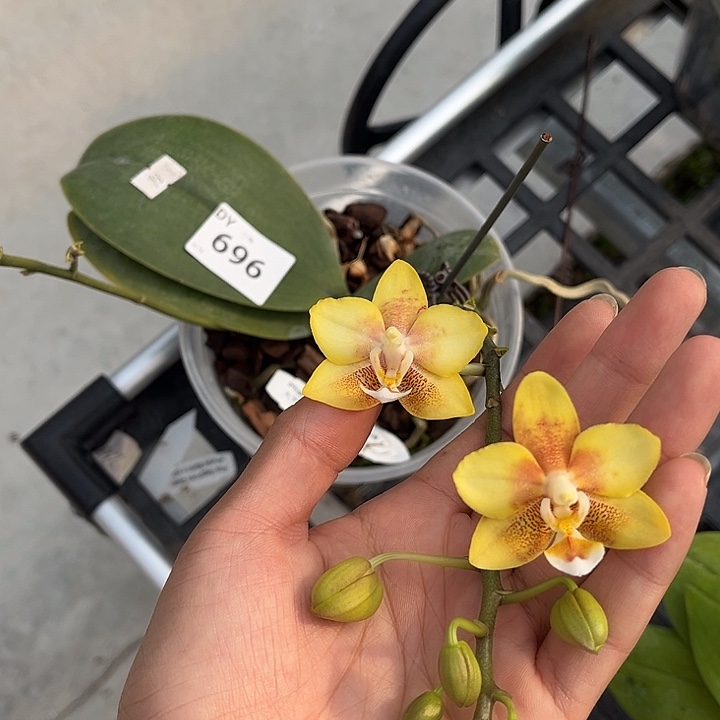 完全开放696号特价瑕疵苗根叶不好任何原因不售后