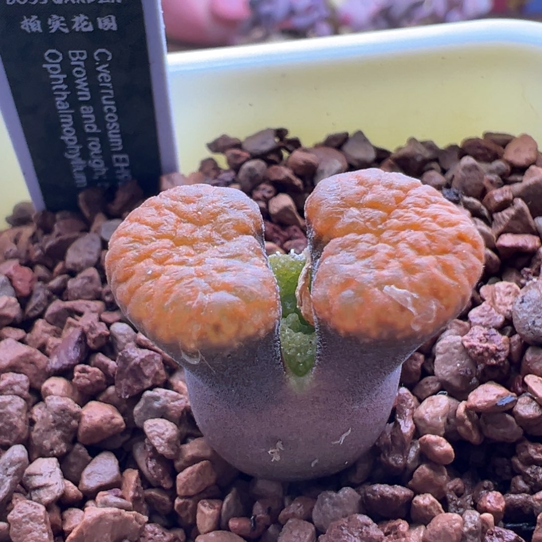 666。青蛙种源eh980. 柏实花园 多肉植物