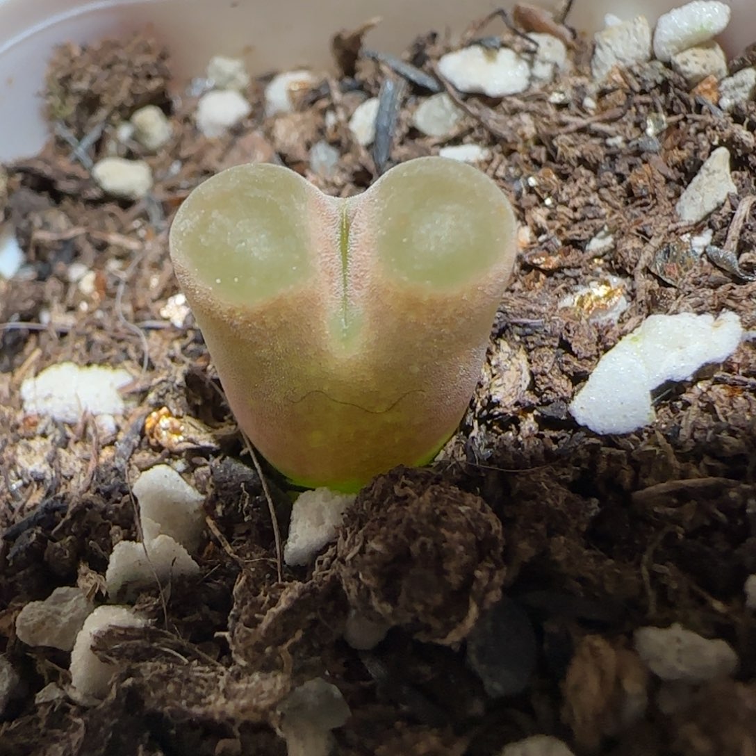 肉锥多肉植物百科1-磁铁1459