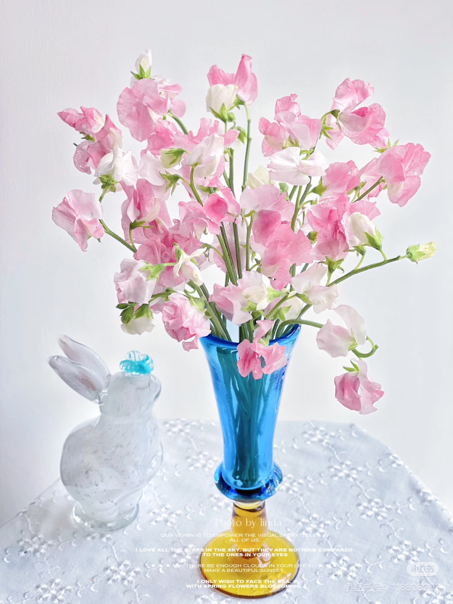 【香豌豆】千与千寻同款花材 冬日限定 养了就会爱上的花