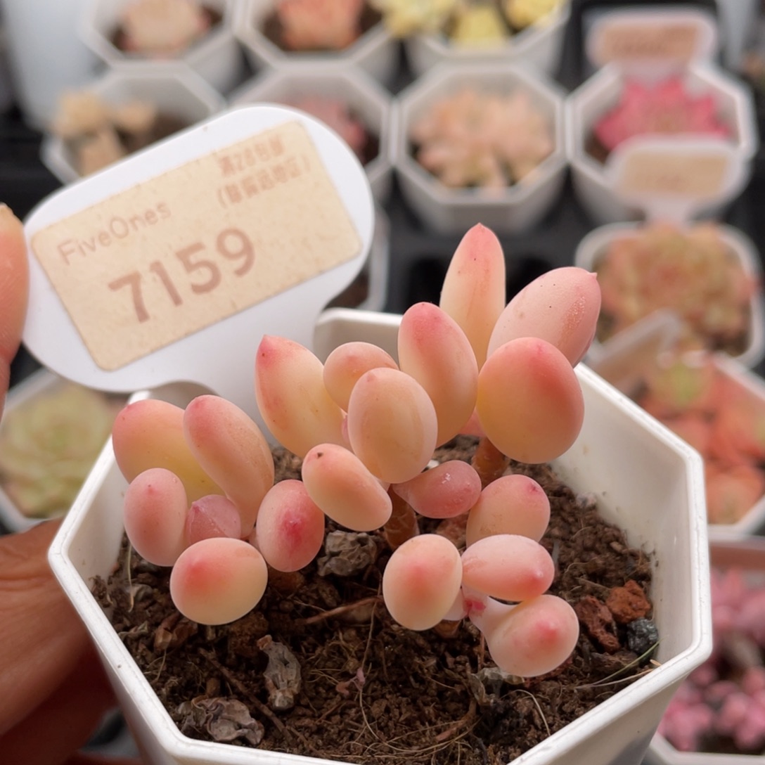 苹果奶7159-6.0厘米