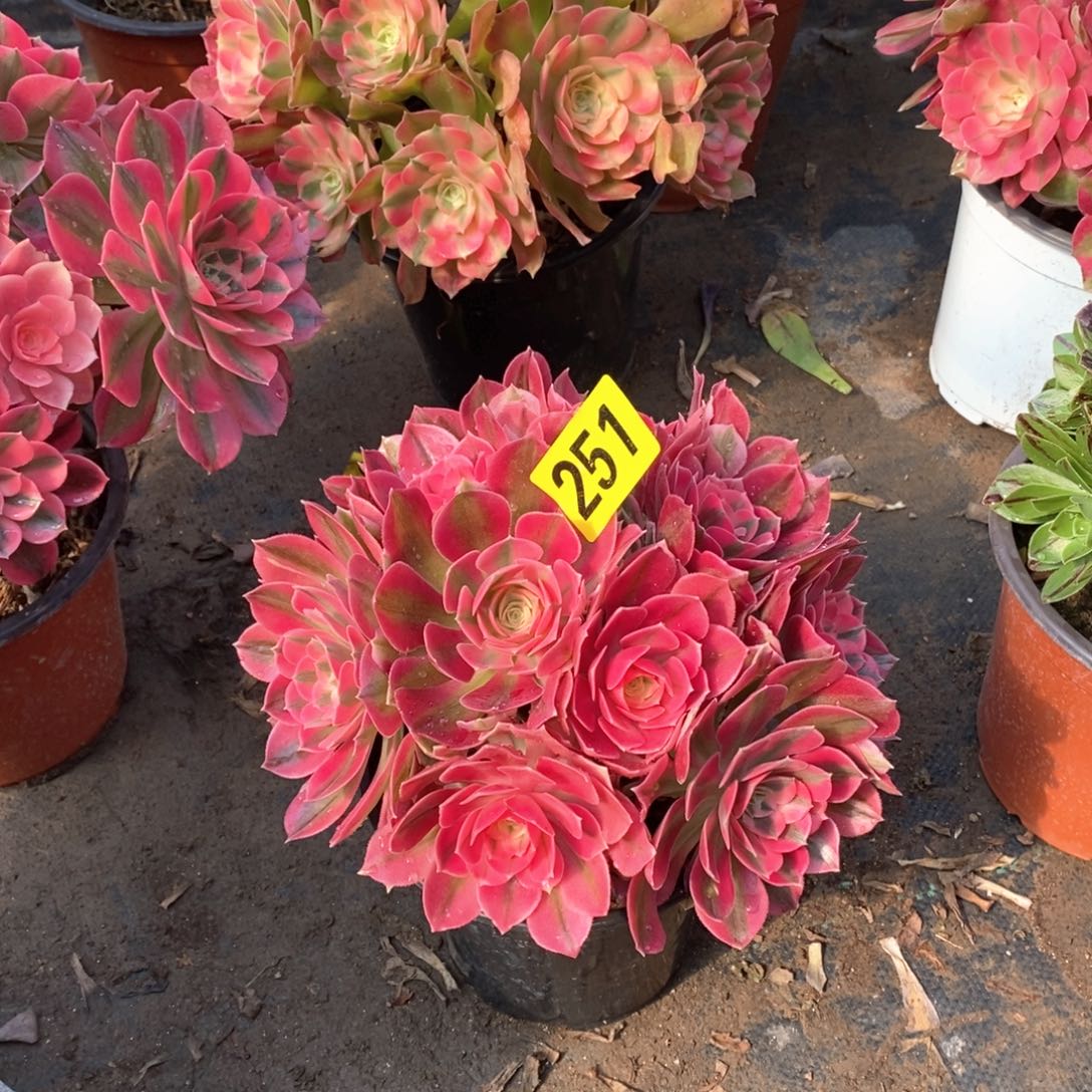 粉女巫丛林多肉法师251