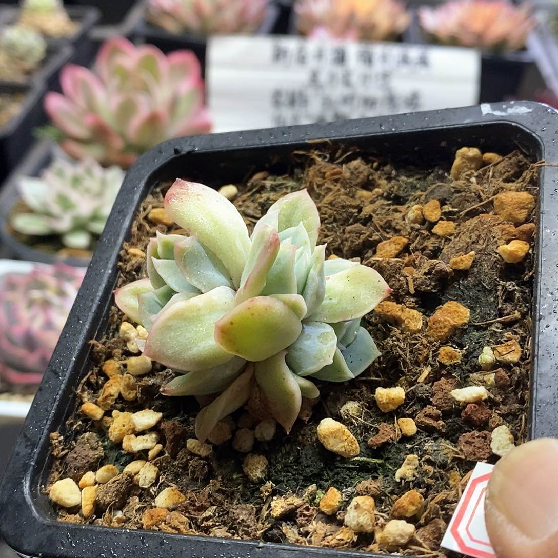 21170泡泡纱裙3头多肉