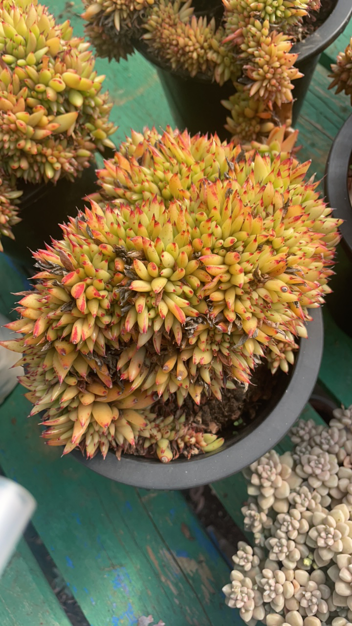 栖云花坊/精水精控虎鲸缀