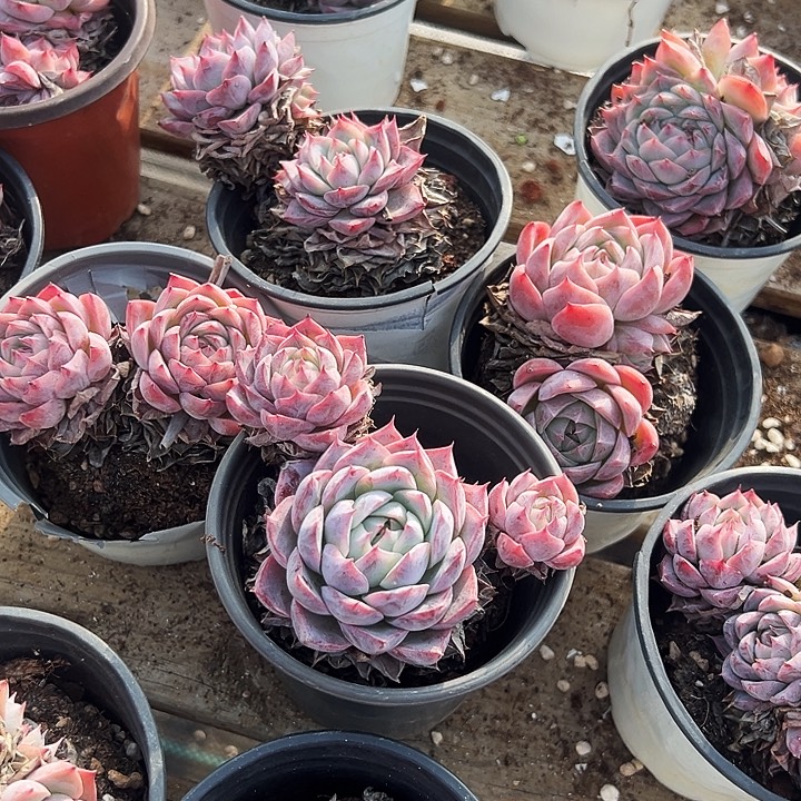     圆盆孤星。 福利